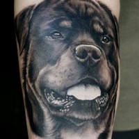 Tatuaje en el antebrazo, cabeza de rottweiler divino