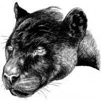 Realistic graphic panther head tattoo design