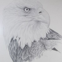 Realistic grey-color eagle portrait tattoo design