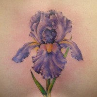 Realistic violet iris flower tattoo on chest