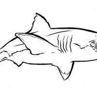 Simple big outline shark tattoo design - Tattooimages.biz