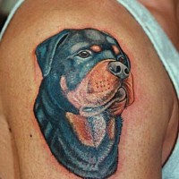 piccolo bel cane inchiostro colorato rottweiler tatuaggio su spalla