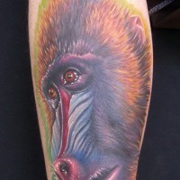 Unique colorful baboon portrait tattoo on shin