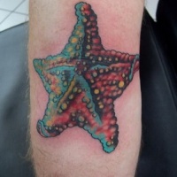 Tatuaje en el brazo,
estrella de mar sola abigarrada