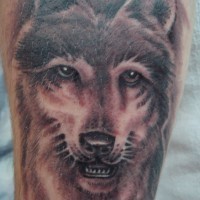 A large tattoo of a wolf muzzle