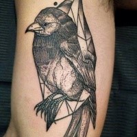 Accurato stile dotwork dipinto da Michele Zingales tatuaggio bicipite di uccello