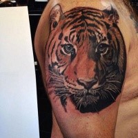 Accurate looking colored cute tiger tattoo on shoulder