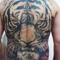 Adorable head of a white tiger tattoo on whole back