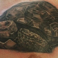 eccezionale tartaruga dettagliata tatuaggio sul petto