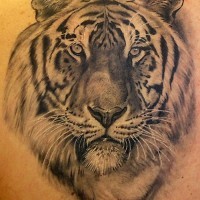 Amazing gray ink tiger tattoo on back shoulder