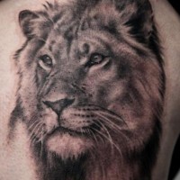 Tatuaje  de cara de león lindo gris