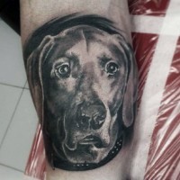 Awesome black ink realistic dog portrait tattoo on arm