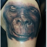 Awesome realistic monkey tattoo on shoulder