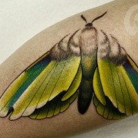 Beautiful looking colored leg tattoo of butterfly