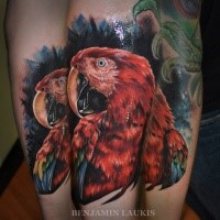 Beautiful looking forearm tattoo fo realistic parrot