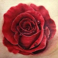 Tatuaggio realistico la rosa rossa con la rugiada