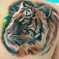Beautiful tiger head tattoo on shoulder blade