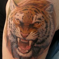 Big colorful realistic tiger tattoo on shoulder