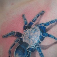 Blue tarantula  spider tattoo