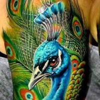 Breathtaking realism style colored shoulder tattoo of peacock