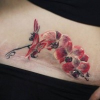 Charming traditionally pale red colored orchid blossoming branch tattoo on woman's lower belly