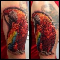 Colored Realism style shoulder tattoo of big parrot