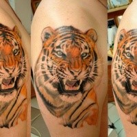 Colored shoulder tattoo of roaring tiger head