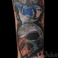 cranio colorato con uccello blu tatuaggio