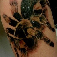 Colorful tarantula spider tattoo