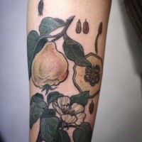 Coloured flower and fruit of quince tattoo on forearm