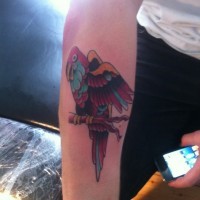 colorato pappagallo sul braccio tatuaggioo