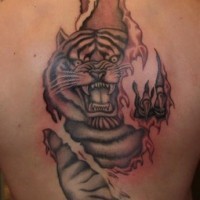 Tatuaje en la espalda,
tigre salvaje debajo de la piel