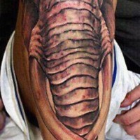 Tatuaje en la pierna,
 cara de elefante con colmillos grandes