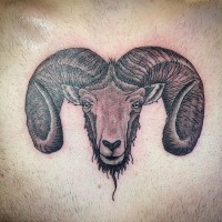 Cooler sehr detaillierter farbiger Ziegenkopf Tattoo