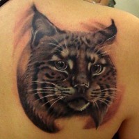 bellissimo dettagliato e colorato gatto selvatico tatuaggio su spalla