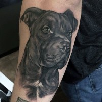 Nett gemaltes schwarzes und weißes detailliertes Hund Tattoo am Arm