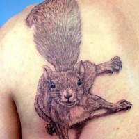 carina scoiattolo tatuaggio sulla scapola
