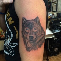 Tatuaje en el brazo,
cabeza de lobo lindo con ojos azules