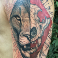 Gorgeous looking colored upper arm tattoo of roaring lion with skull
