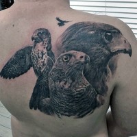 Gorgeous painted very realistic detailed various eagles tattoo on upper back