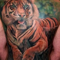 Gorgeous whole back lying super 3D realistic tiger naturally colored tattoo in realism style