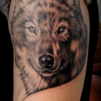 Tatuaje en el brazo, lobo gris sonríe