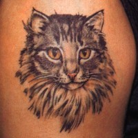 Tatuaje en el brazo, retrato del gato azul