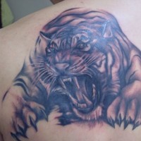 Great menacing tiger tattoo on back