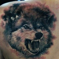 Illustrative style colored scapular tattoo of roaring wolf
