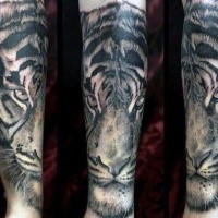 Illustrative style colored steady tiger tattoo on forearm