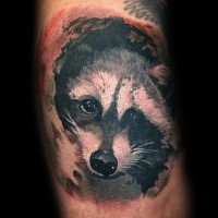 Illustrative style colored tattoo of cute raccoon face