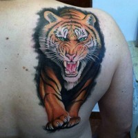 Impressive painted very detailed looking colorful tiger tattoo on shoulder