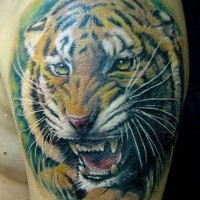 Impressive very realistic colored angry tiger tattoo on shoulder