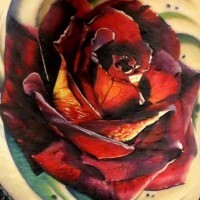Impressive very realistic detailed and colored big rose tattoo on back